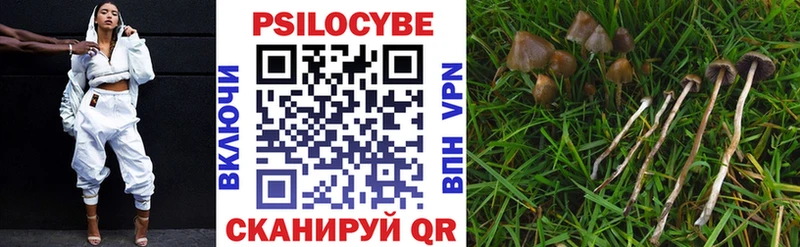 Псилоцибиновые грибы Cubensis  закладки  Красный Кут 